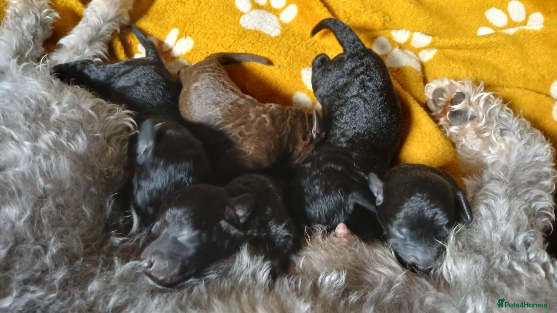 Bedlington Terrier dogs Bedlinton terrier pups - Advert 1