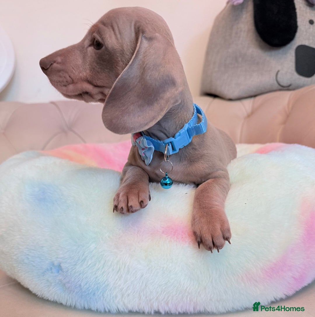 Miniature Dachshund dogs for sale: Miniature Dachshund 5 Star ⭐ Licensed Breeder - Image 23