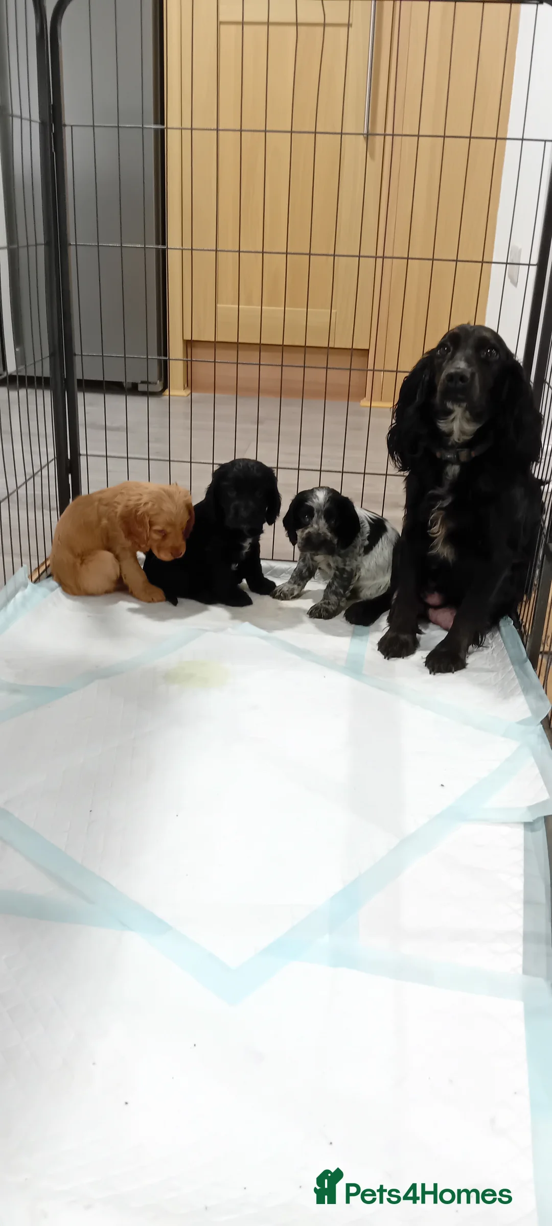 Cocker Spaniel dogs for sale: QUALITY COCKER SPANIAL PUPPIES - VARIOUS COLOURS - Advert 15