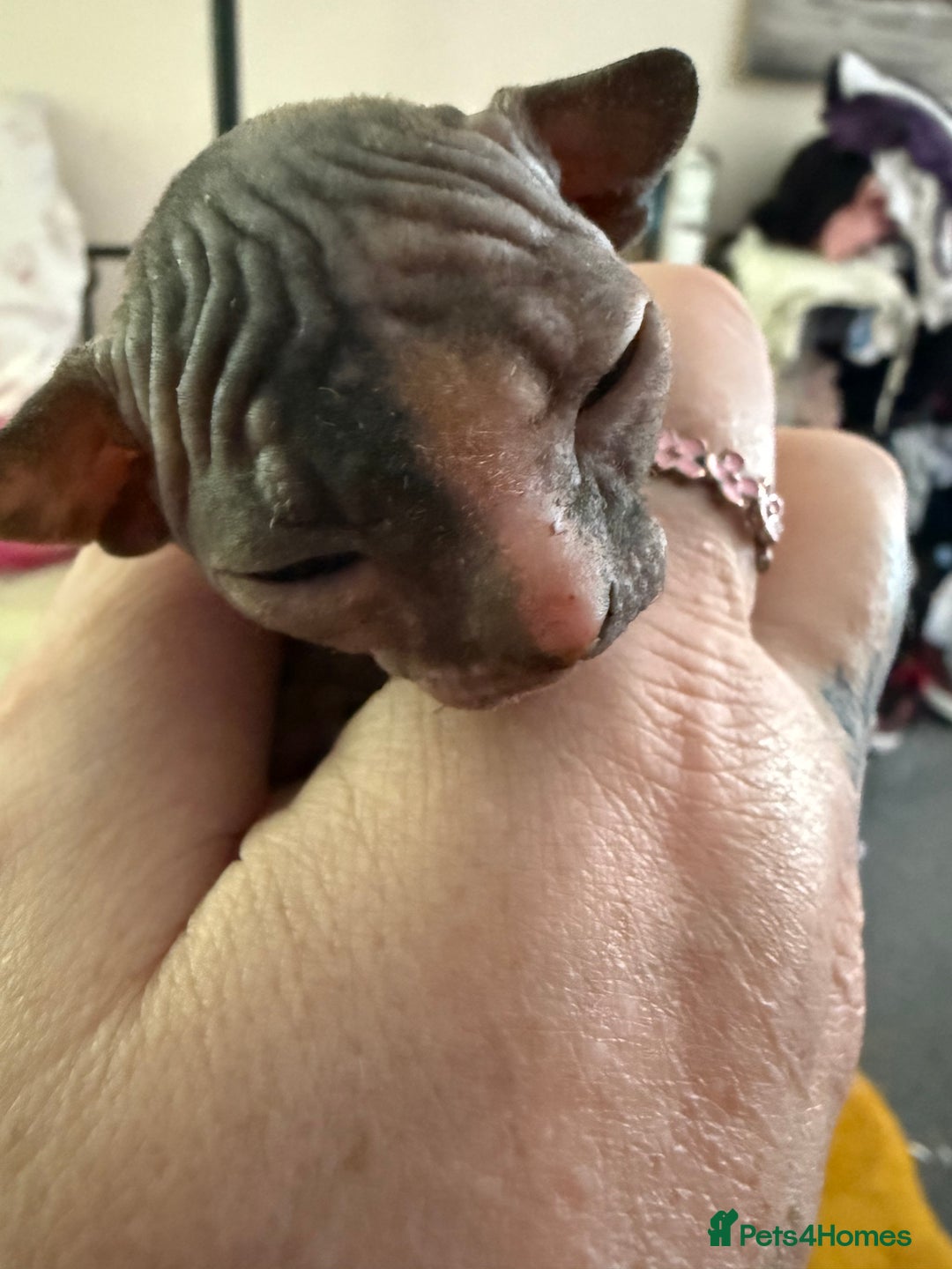 Sphynx cats for sale: Sphynx little naked babies - Image 8