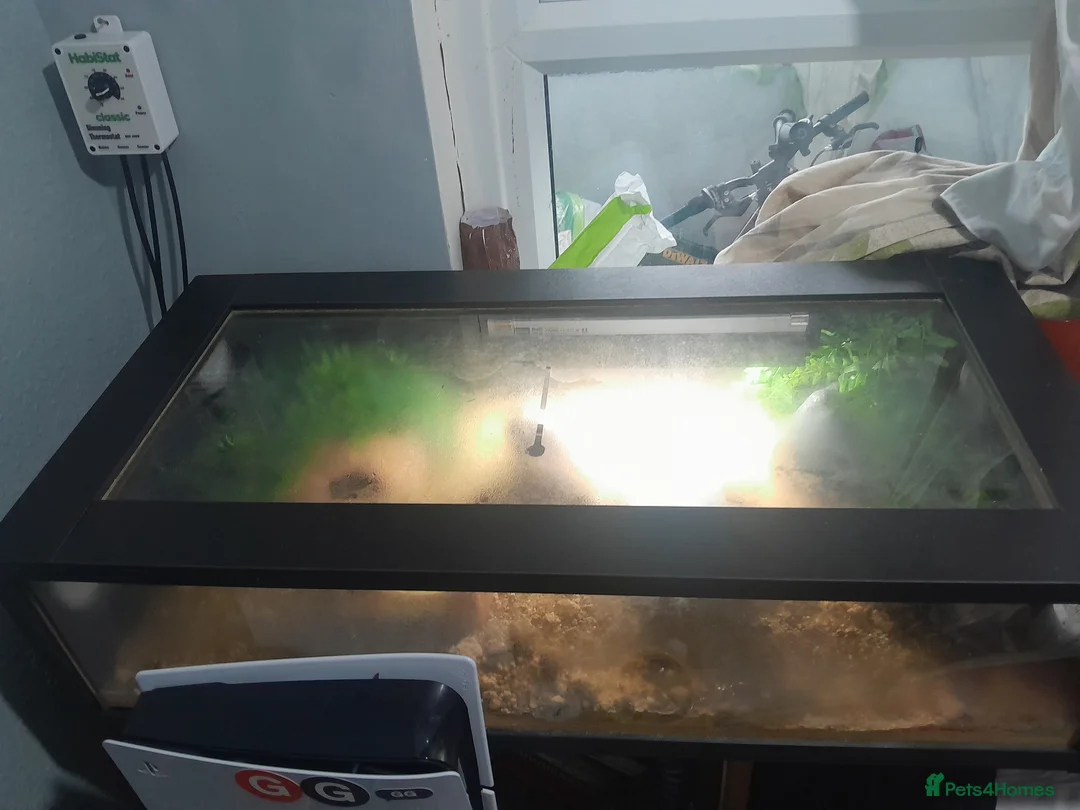 Leopard Gecko reptiles for sale: Leopard gecko - Advert 2