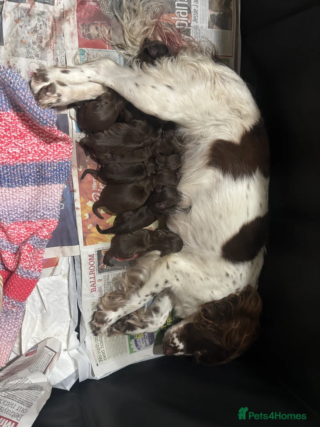 Sprocker dogs for sale: Beautiful Sprocker Spaniel puppies  - Advert 2