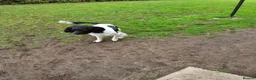 English Springer Spaniel dogs for sale: Mr stephen woodcock - Advert 7