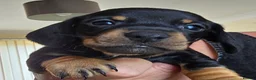 Dachshund dogs for sale: 7 beautiful dachshund puppies  in Deeside - Advert 7