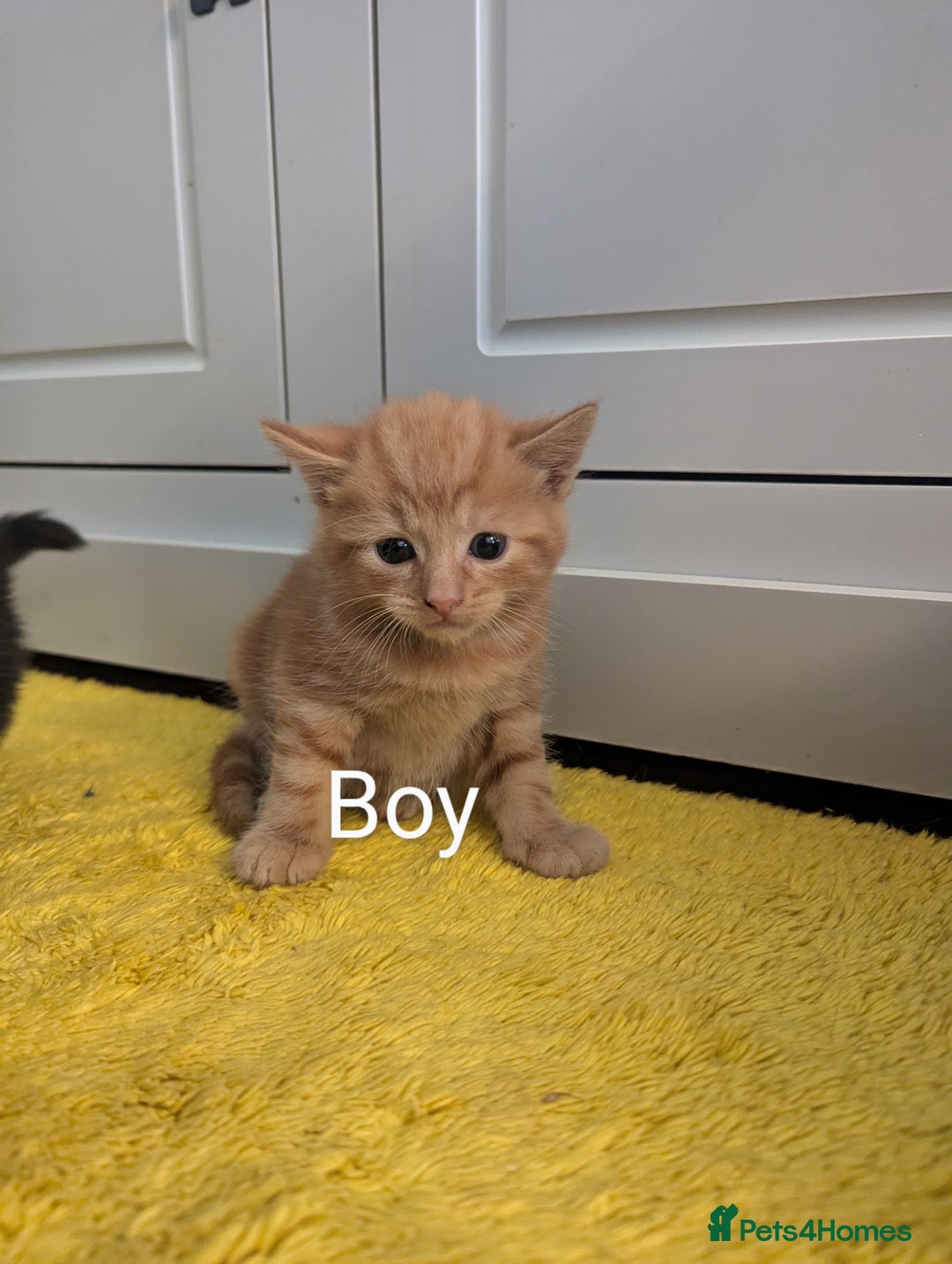 Mixed Breed cats for sale: wonderful Kittens  - Image 8