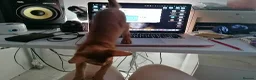 Abyssinian cats for sale: Abyssinian BOY & Looking for His Forever Family - Advert 3