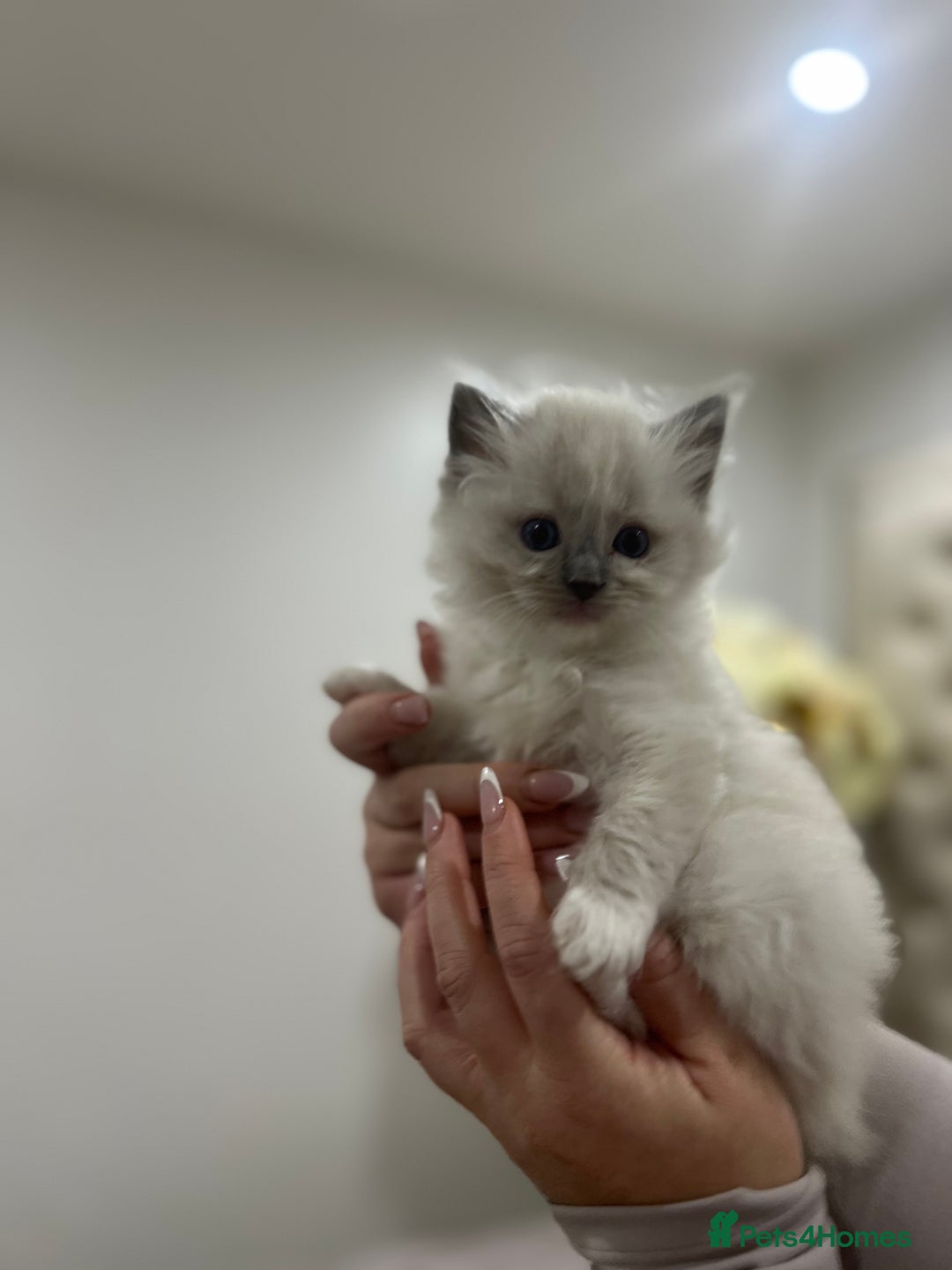 Ragdoll cats for sale: Gccf ragdoll kittens imperial grand champion lines - Advert 12