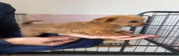 Mixed Breed dogs for sale: Norfolk terrier x Pomeranians - Advert 17