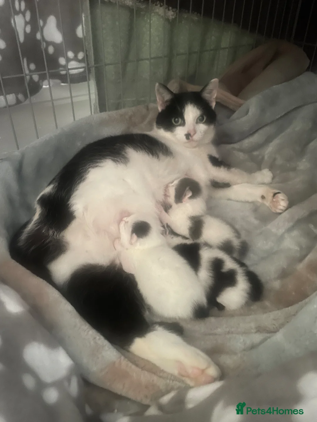 Mixed Breed cats for sale: Georgeous little snuggle kittens  - Advert 2