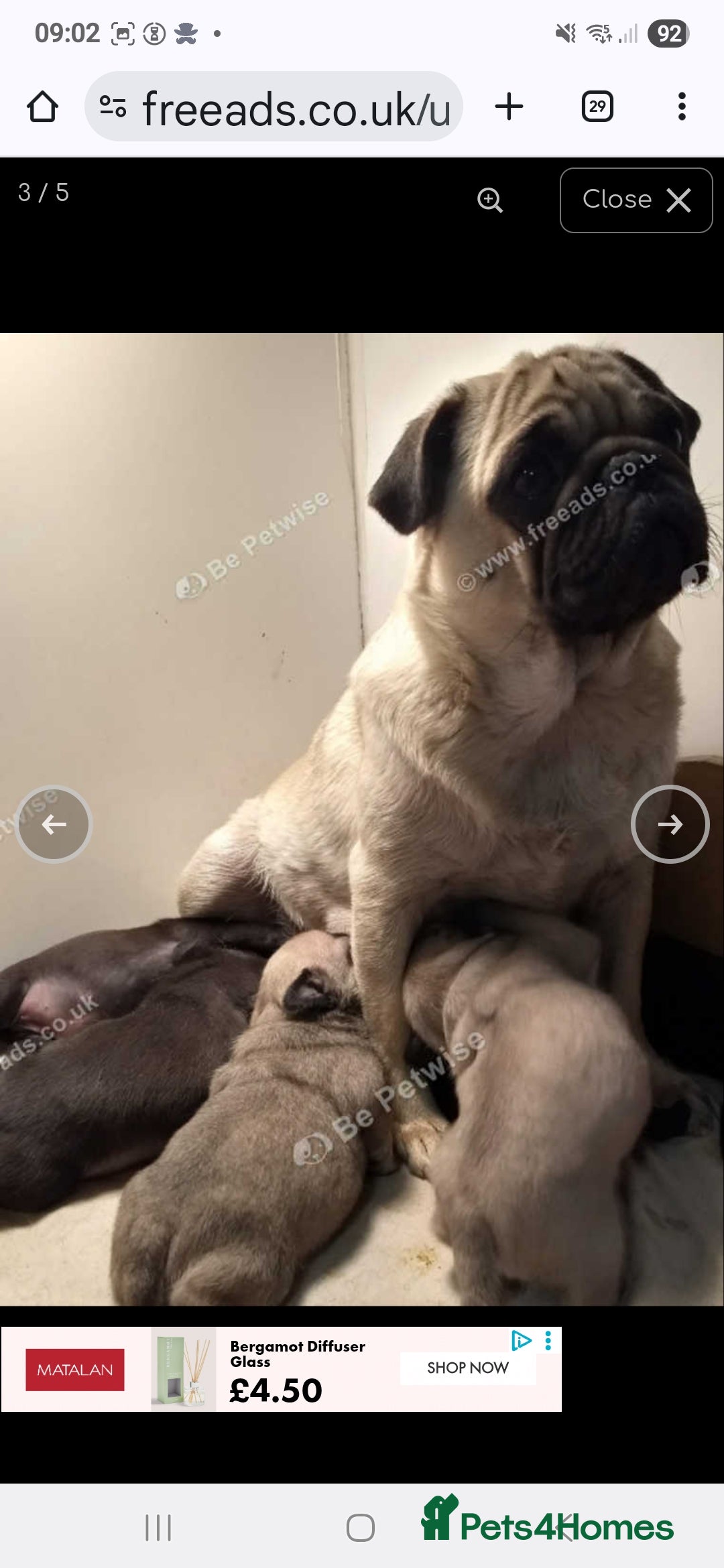 Mixed Breed dogs for sale: English bulldog x pug - Advert 4