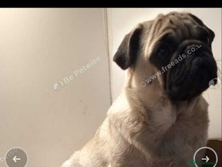 Mixed Breed dogs English bulldog x pug - Advert 8