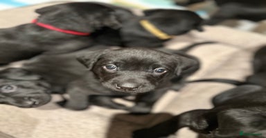Labrador Retriever dogs Black Labrador puppies, KC reg  - Advert 15
