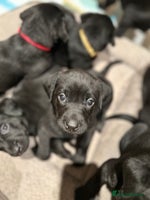 Labrador Retriever dogs Black Labrador puppies, KC reg - Advert 7