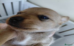 Jack Russell dogs for sale: Jack Russell Puppies - Image 17