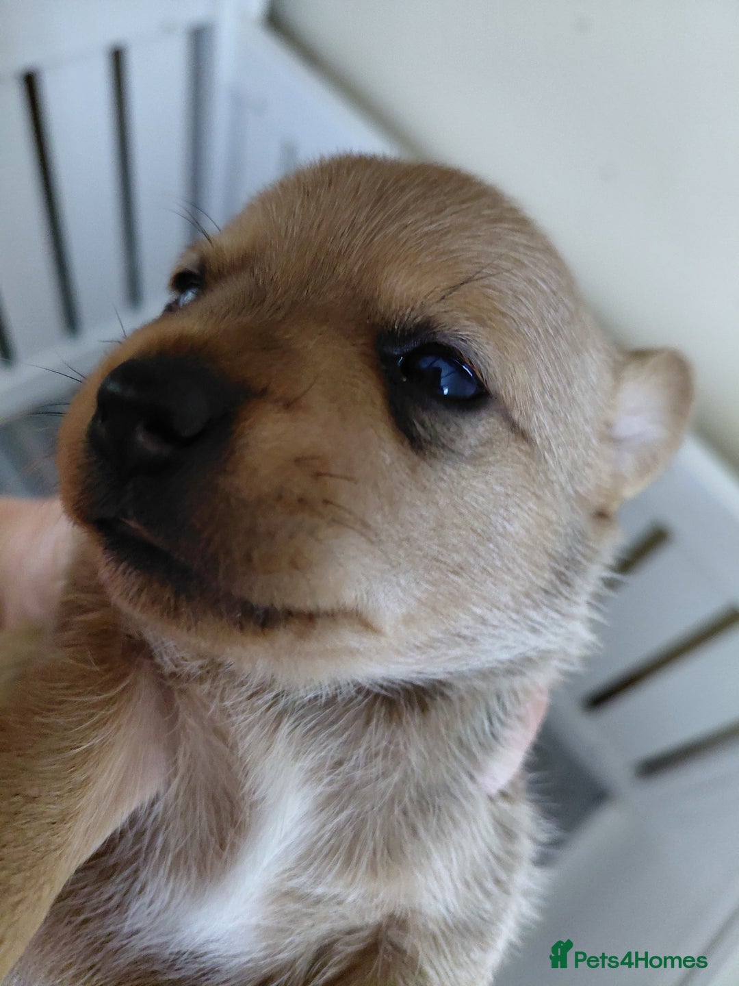 Jack Russell dogs for sale: Jack Russell Puppies - Image 17