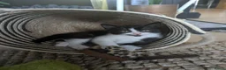 Mixed Breed cats for sale: Kitten ready for new home  - Advert 2