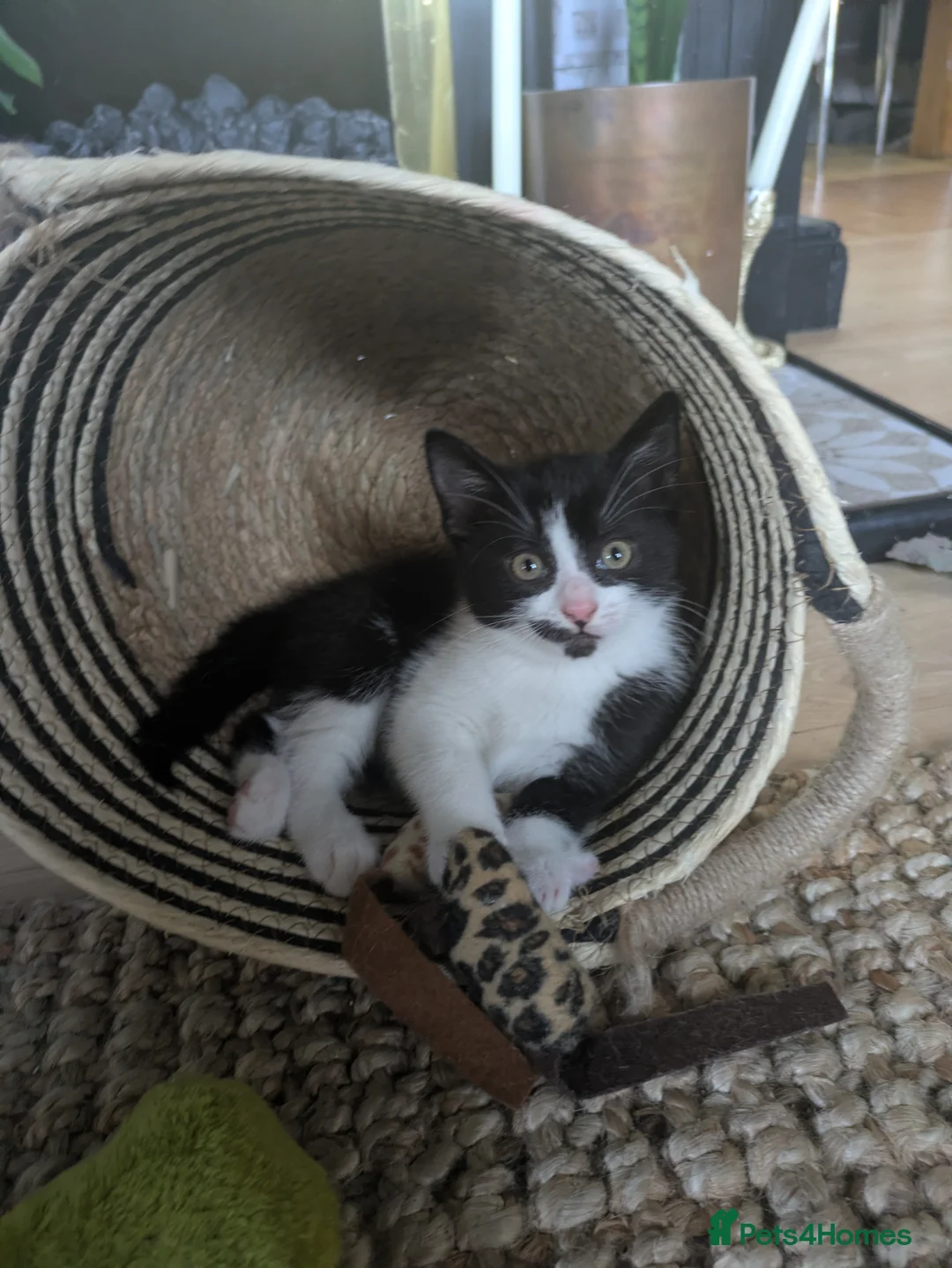 Mixed Breed cats for sale: Kitten ready for new home  - Advert 2