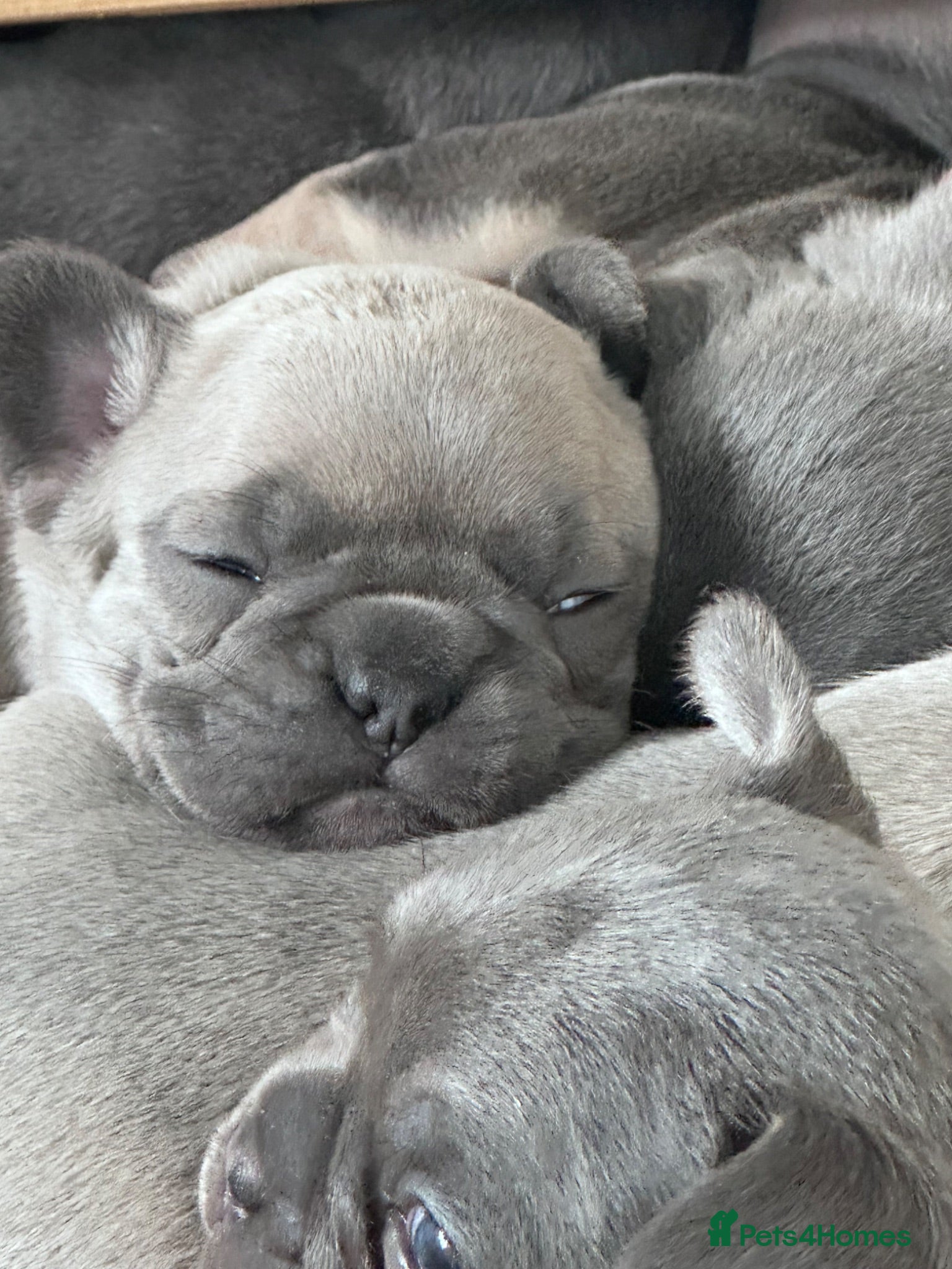 French Bulldog dogs French Bulldog puppies  - Advert 2