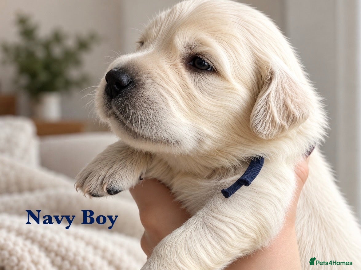 Golden Retriever dogs KC Champion line puppies from DNA tested parents  - Advert 1