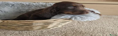 Chocolate and Tan