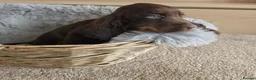 Cocker Spaniel dogs for sale: Beautiful Working Type Cocker Spaniel Puppies - Advert 15