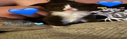 Persian cats for sale: 🤎Persian,Maincoon🤎 - Advert 14