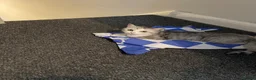 Mixed Breed cats for sale: Persian Chinchilla x British Shorthair – Milo  - Advert 6