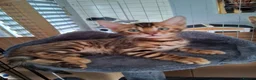 Bengal cats for sale: Bengal Kittens  - Advert 13