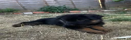 German Shepherd dogs for sale: Black & Red Show line German Shepherd in Bedford - Advert 13