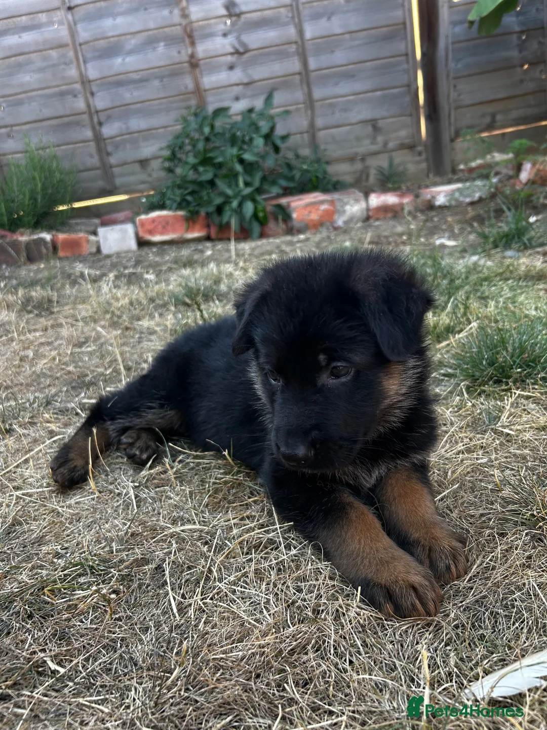 German Shepherd dogs for sale: Black & Red Show line German Shepherd in Bedford - Advert 13