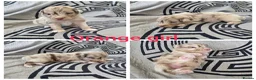 Aussiedoodle dogs for sale: Aussiedoodle pups - Advert 2