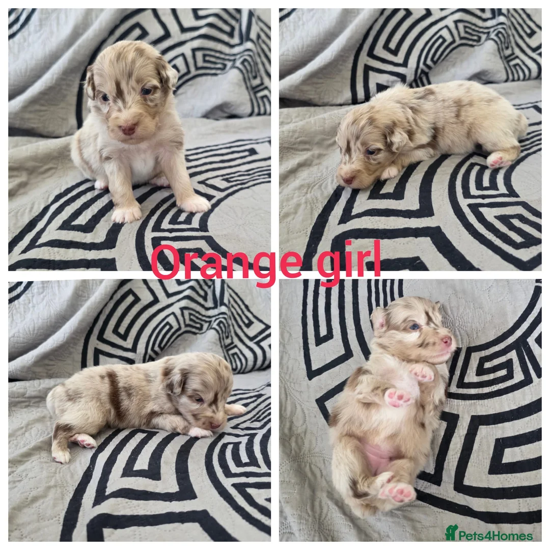 Aussiedoodle dogs for sale: Aussiedoodle pups - Advert 2