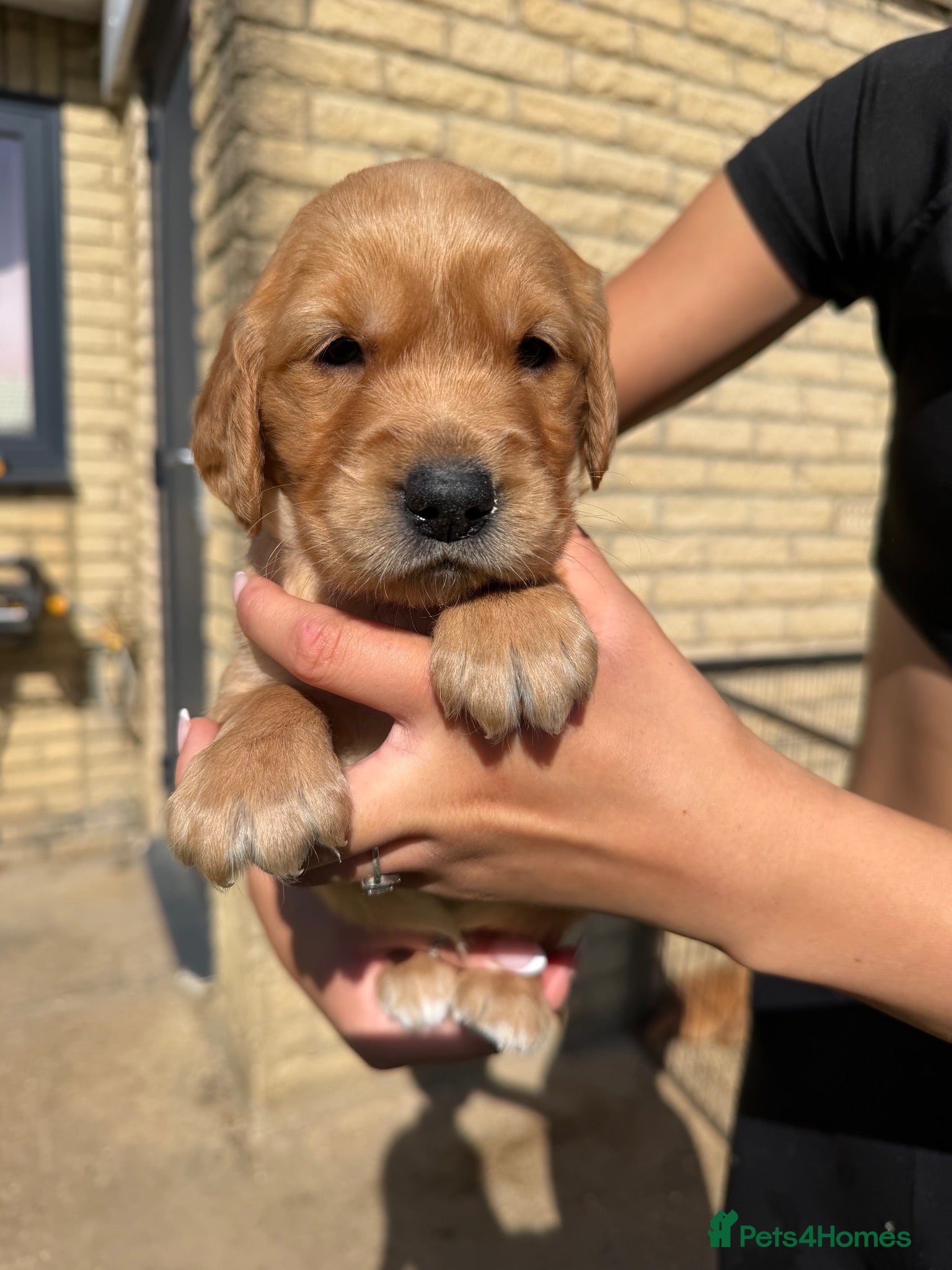 Golden Retriever dogs Dark Working retriever puppies  - Advert 2