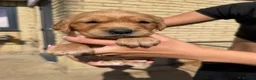 Golden Retriever dogs for sale: Dark Working retriever puppies  - Advert 2