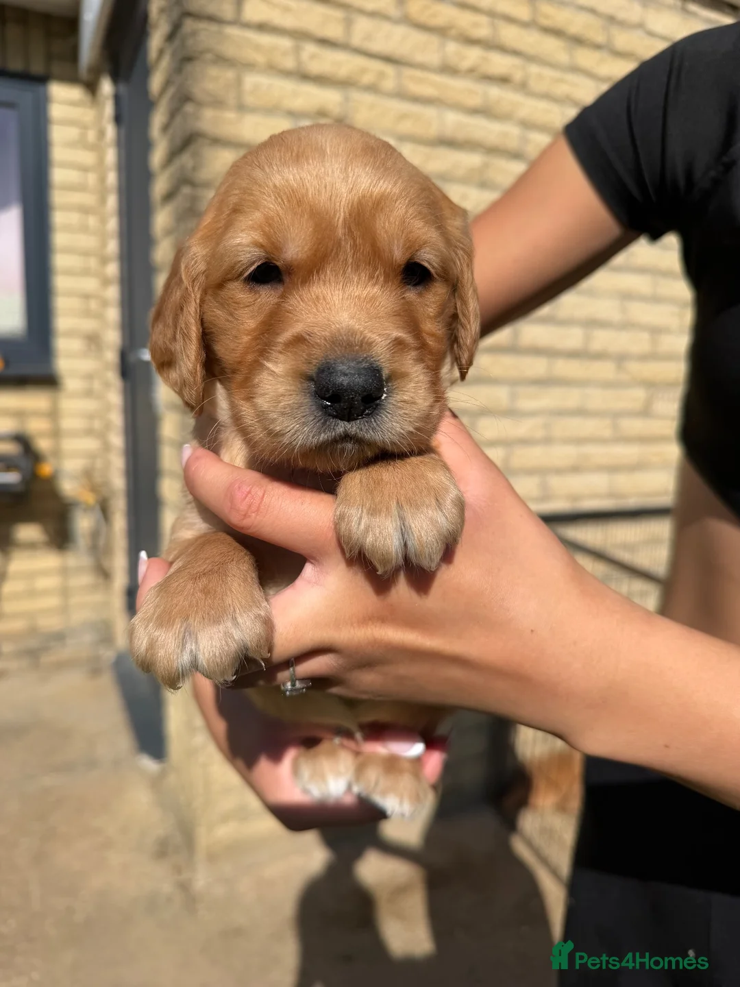 Golden Retriever dogs for sale: Dark Working retriever puppies  - Advert 2