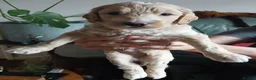 Goldendoodle dogs for sale: Goldendoodle puppies - Advert 6