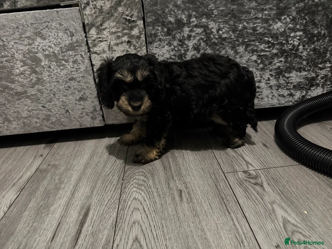 Cockapoo dogs for sale: Cocker poo puppies for sale  - Advert 24