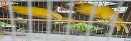 Ringnecks birds for sale: 2 pairs of Ring Neck - Advert 5
