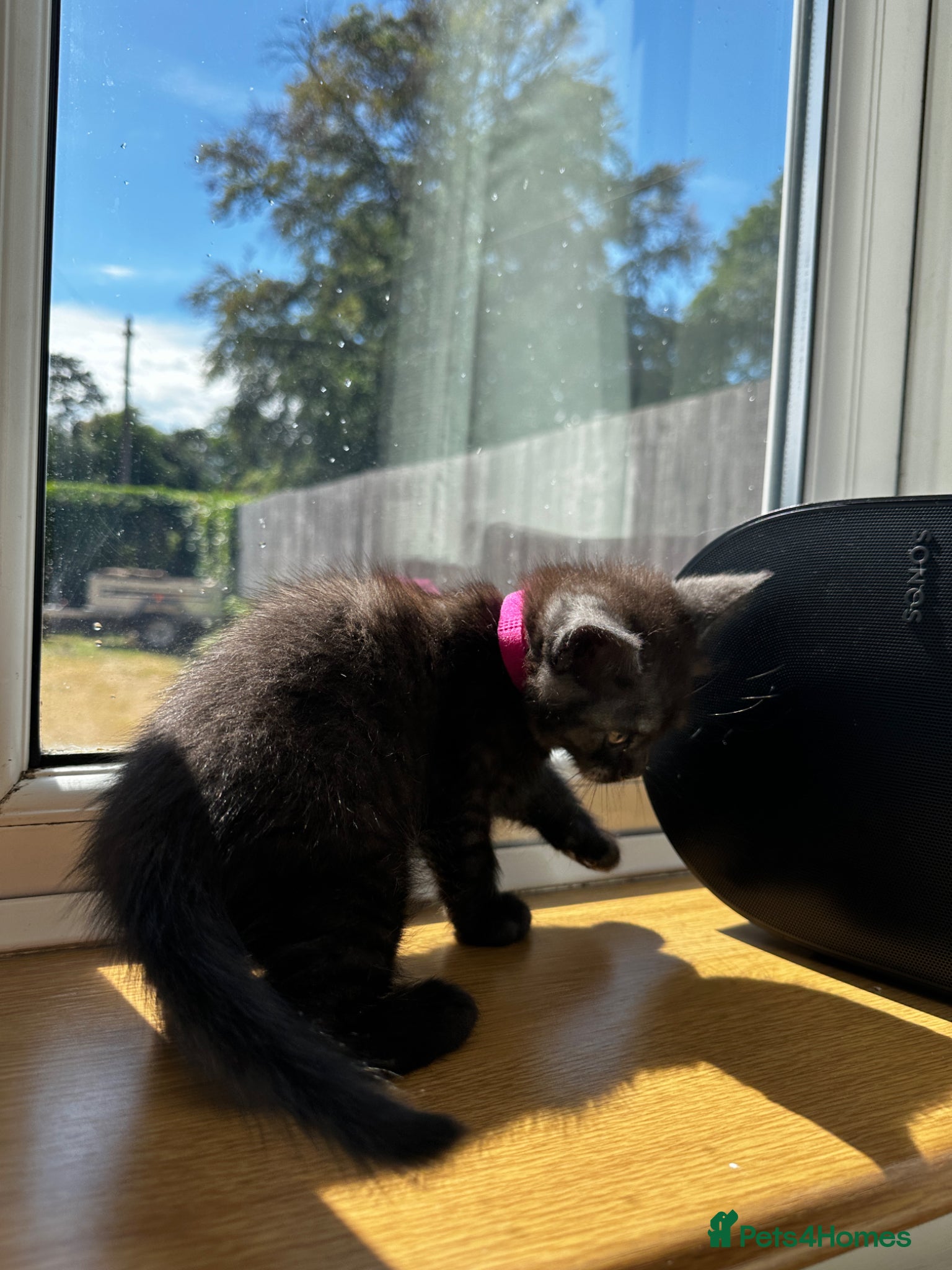 Mixed Breed cats for sale: Maine Coon x British Short Hair Kittens in Cambridge - Advert 16