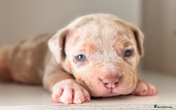 American Bully dogs for sale: Pocket Bully Puppies For Sale📲✅ - Image 3