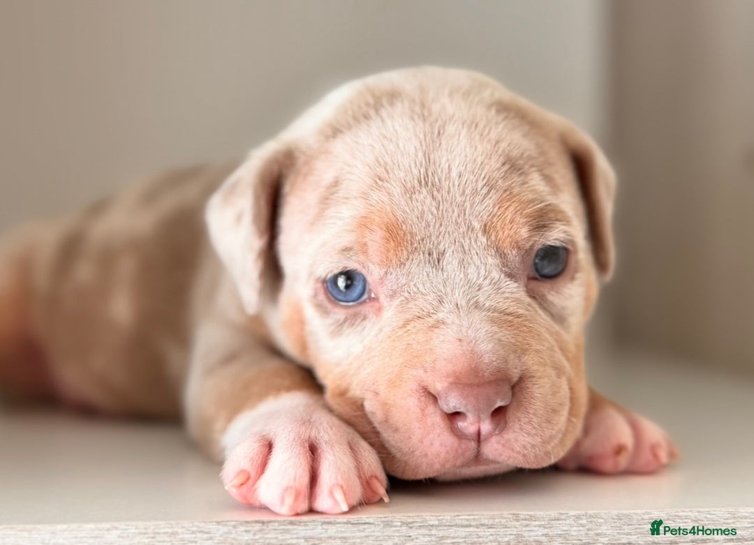 American Bully dogs for sale: Pocket Bully Puppies For Sale📲✅ - Image 3