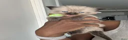 Ragdoll cats for sale: Chocolate & Lilac Ragdolls - Advert 4