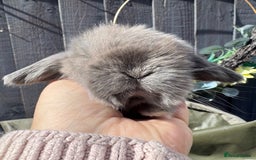 Mini Lop rabbits for sale: STUNNING baby mini lops - Image 16