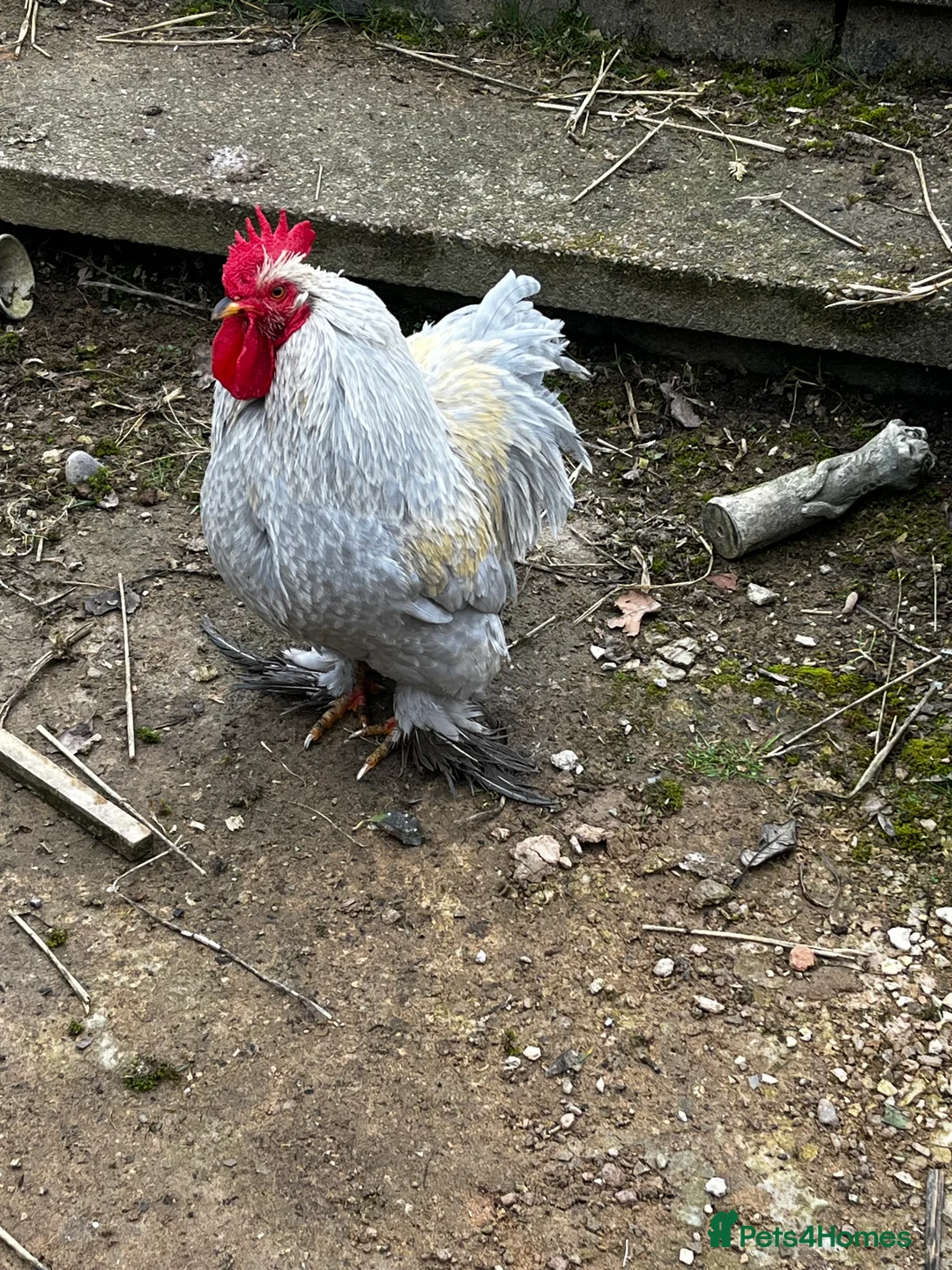 Chickens poultry for sale: Bantam cockerel  in Burton-on-Trent - Advert 1