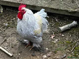 Chickens poultry Bantam cockerel in Burton-on-Trent - Advert 6