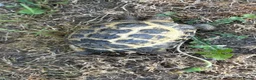 Tortoise reptiles for sale: 6 x spur thighed  1 x migrated - Advert 3