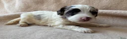 Sproodle dogs for sale: F1 Sproodle Puppies  - Advert 17