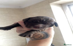 Sprocker dogs for sale: Healthy Springer Spaniel Pups  - Advert 5