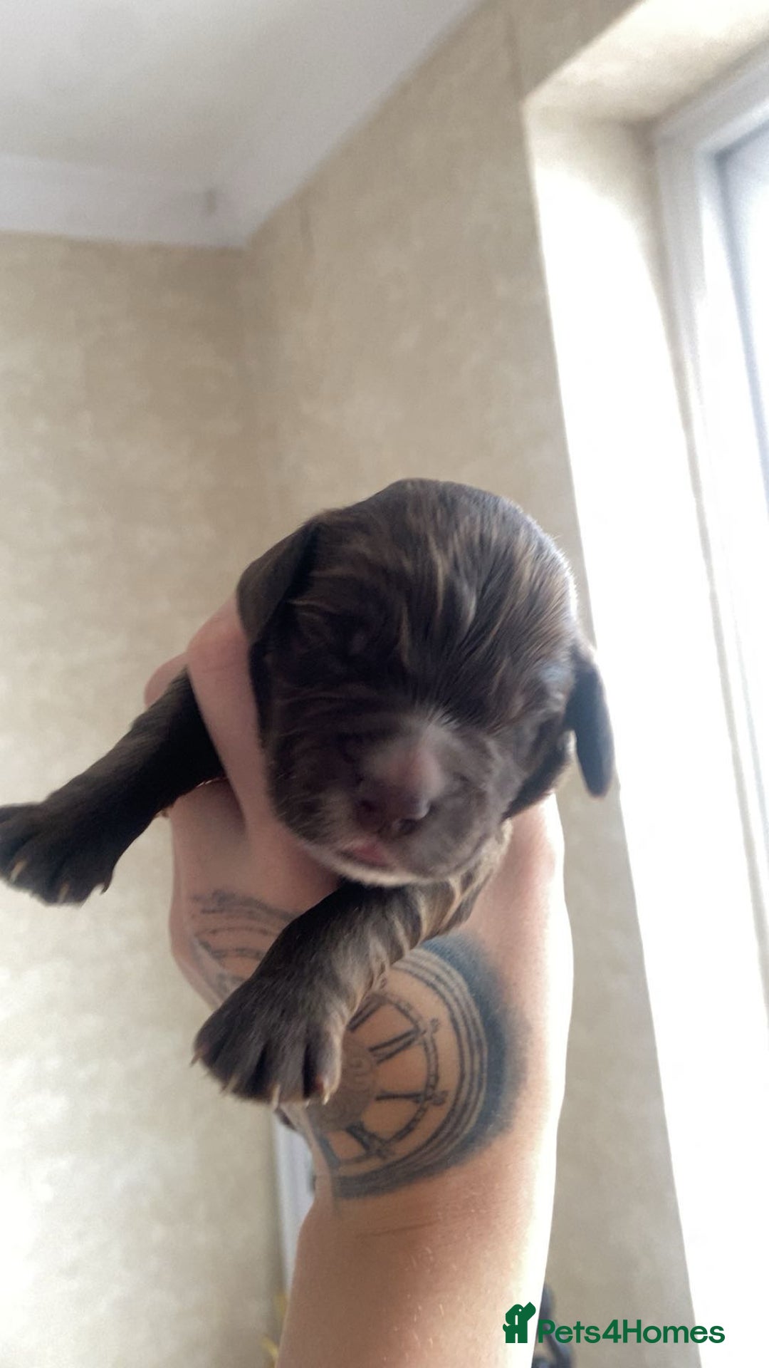 Sprocker dogs for sale: Healthy Springer Spaniel Pups  - Advert 5
