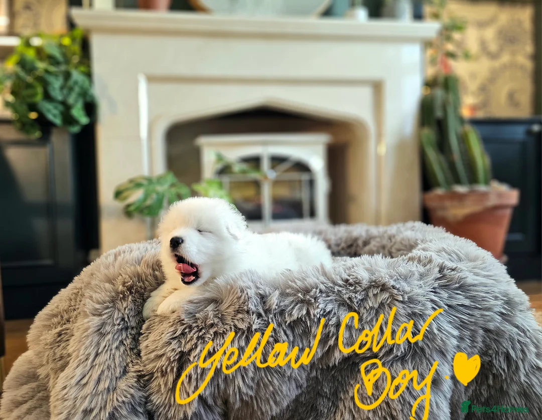 Samoyed dogs for sale: ⭐ EXCEPTIONAL BEAR-HEAD PUPPIES ⭐Champion Heritage - Advert 23